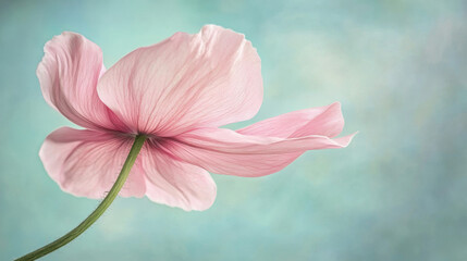Obraz premium Delicate pink flower in bloom. Dancing petals on turquoise background.