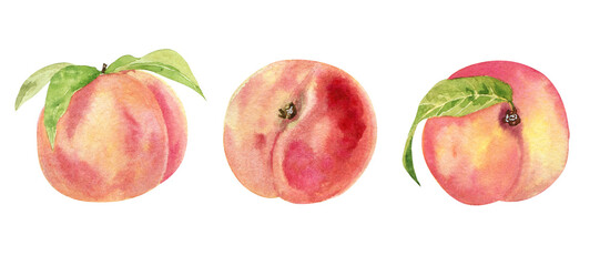 Watercolor hand drawing peach fruit slice set