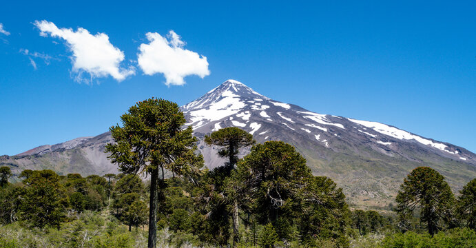 Panoramic view of Lanin volcano surrounded by Araucaria trees, Lanin National Park, Argentina, Chile