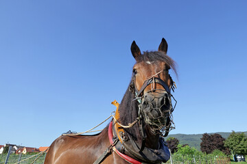 portrait of a workhorse
