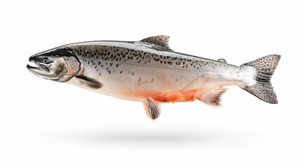Naklejka premium Salmon on White background. Photo with copy space. 