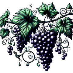 Fototapeta premium grapes on vine