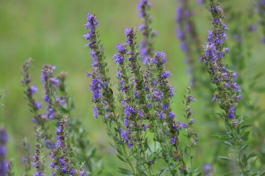 Hyssopus officinalis known as hyssop, blue flowers in garden.