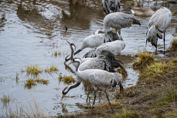 Group of cranes eating and fighting and standing around the lake