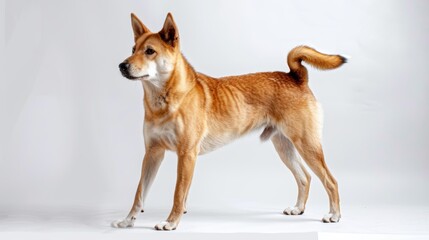 Happy red dog proudly standing on a white background, wagging its tail and exuding friendliness and loyalty. This playful pup embodies companionship, making it an ideal pet