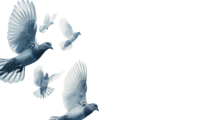 Pigeons in flight on a transparent background, dynamic scene