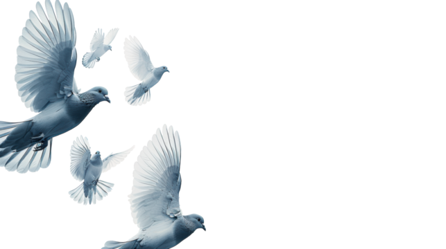 Pigeons in flight on a transparent background, dynamic scene