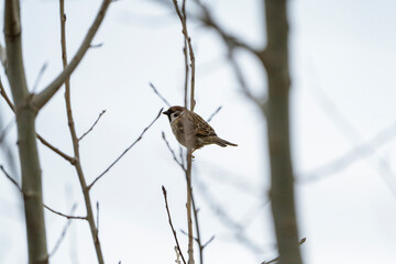 a sparrow sitting on a branch