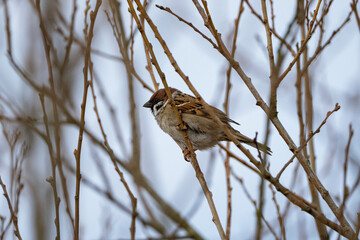 a sparrow sitting on a branch