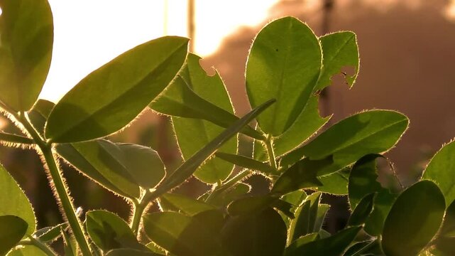 Agriculture peanut plant. Leaves of peanut in sun at sunset. Peanut plantation.