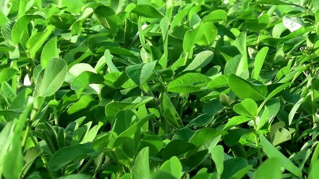 Fresh and green peanut leaves in the field during the day with the wind blowing. Slow motion view