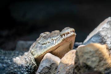 close up of a crocodile