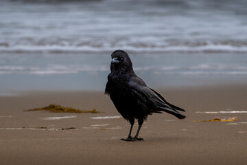 crow on the beach