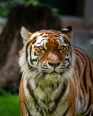 intense gaze of a tiger in the zoo