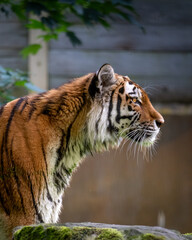 tiger in the zoo, en profile