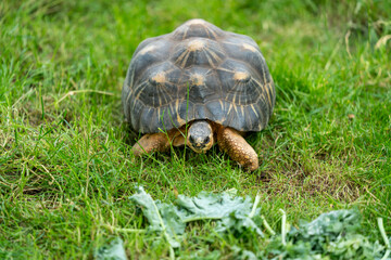 turtle on the grass