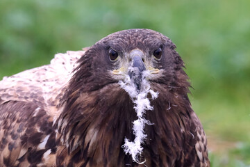 White-tailed eagle (Haliaeetus albicilla)