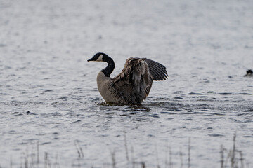 gray goose (Anser anser) flapping its wings and preening itself on the water