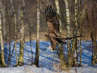 White-tailed eagle (haliaeetus albicilla)