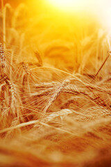 Close up of wheat ears, field of wheat in summer day.