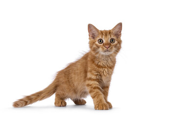 Cute little red house cat kitten, standing side ways. Looking beside camera with big eyes. Isolated on a white background.