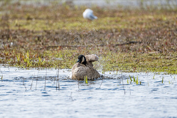 gray goose (Anser anser) flapping its wings and preening itself on the water