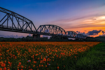 The spectacular, Scenic historical Warren Truss Old Railway Bridge view over scenic flower field at...
