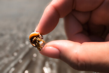 小さなヤドカリ