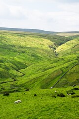 Sheeps and Farms over North Pennines, Cumbria, Durham, Northumberland, North Yorkshire, England