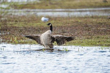 gray goose (Anser anser) flapping its wings and preening itself on the water