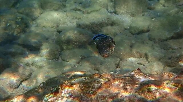 Bristly puffer coral fish, - Arothron hispidus, belongs to the family Tetraodontidae, inhabits coral reefs of the Red Sea, near is cleaner wrasse who eats ectoparasites from the skin of puffer