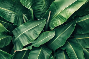 Obraz premium Vibrant arrangement of large green banana leaves in a tropical setting during daylight hours