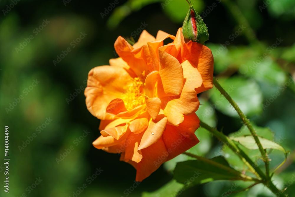 Wall mural Close-up bright orange beautiful rose Westerland with green leaves background against sunlight.  Lyric motif for design. Flower rose landscape, fresh wallpaper, nature background concept