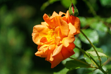 Close-up bright orange beautiful rose Westerland with green leaves background against sunlight.  Lyric motif for design. Flower rose landscape, fresh wallpaper, nature background concept