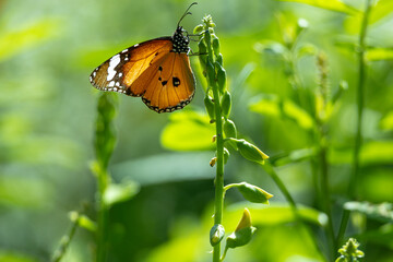 Danaus chrysipp butterfly sucking nectar on Crotalaria retusa flower close up.Sun Moon Lake National Scenic Area,Taiwan.High quality photo.For branding,calendar,postcard,screensaver,poster,website.
