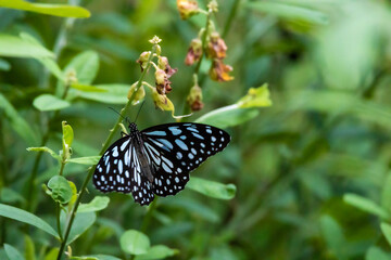 Tirumala limniace butterfly sucking nectar on Crotalaria retusa flower close up.Sun Moon Lake National Scenic Area,Taiwan.High quality photo.For branding,calendar,postcard,screensaver,poster,website.