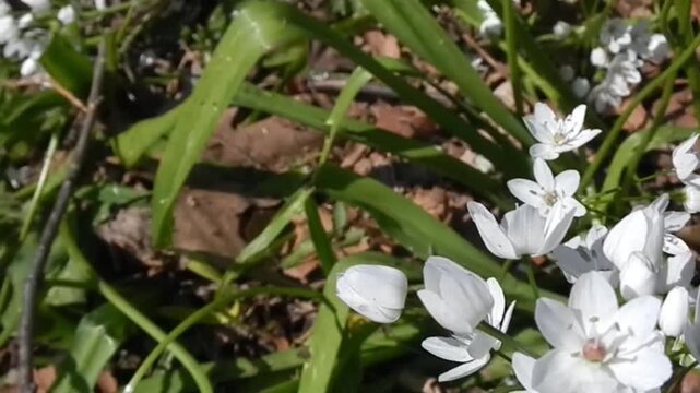 White flowers Ornithogalum, Star of Bethlehem native and butterfly Large white, Pieris brassicae on sunny spring day in Mediterranean climate - slow motion, close-up shot.