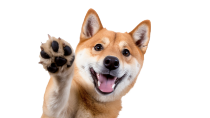 Happy cute shiba inu dog smiling and giving a high five isolated on transparent background.