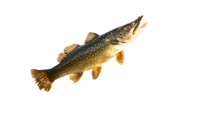Freshwater pike fish jumping isolated on transparent background.