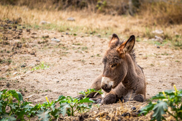 Ane couché sur le sol