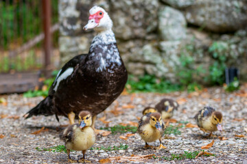 Oie et ses petits