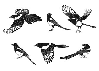 Magpie, flying bird, set. Hand drawn vector illustration on white background