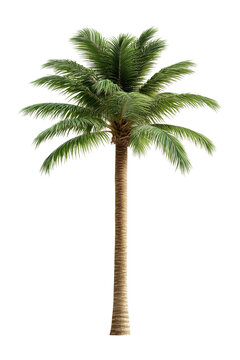 Tall Palm Tree Isolated