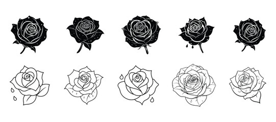 Beautiful Rose Flower Close-Up: Detailed and Artistic Floral