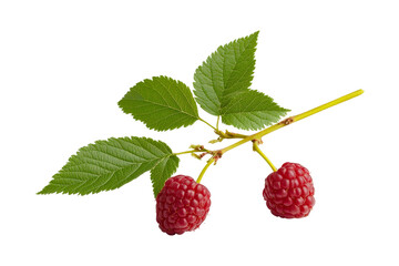 Fresh Raspberries on Branch with Green Leaves