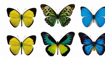set of beautiful blue green yellowbutterflys isolated on white or transparent png