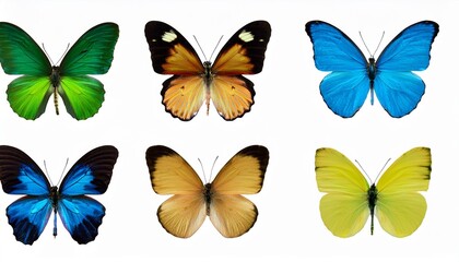 set of beautiful blue green yellowbutterflys isolated on white or transparent png