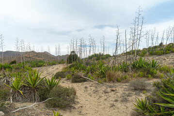 Dunes in a beach in Almeria Spain 8