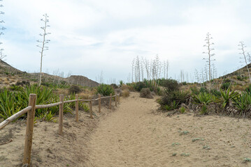 Dunes in a beach in Almeria Spain 10