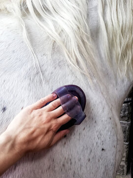 Hand groom white horse with a comb. Bruching the horse's shoulder. Horse care preparing. Closeup